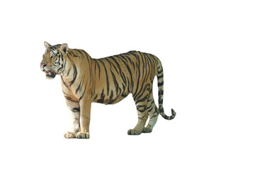 Bengal Tiger PNG [Panthera tigris tigris]. Majestic Big Cat Isolated for Wildlife, Nature, and...