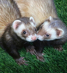 Two Ferrets Nuzzling Together