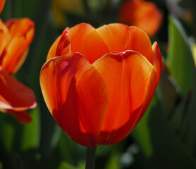 orange tulip