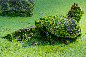 Freshwater turtle camouflaged in duckweed on a log