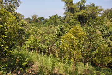 coconut trees and clove trees