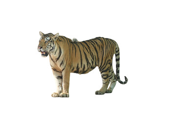 Bengal Tiger PNG [Panthera tigris tigris]. Majestic Big Cat Isolated for Wildlife, Nature, and...