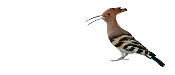 Eurasian Hoopoe PNG [Upupa epops]. Exotic Crested Bird Isolated for Wildlife, Nature, and Ornithology Designs