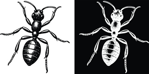 Detailed black ant illustration, perfect for science, education, or entomology projects, with striking contrast © merry