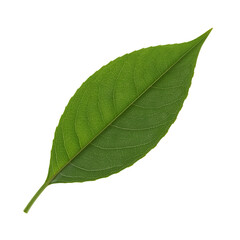 Green leaf isolated on transparent background (png)