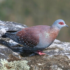 Pigeon Perched on Rock