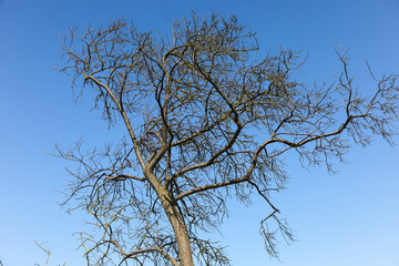 The leafless tree against a blue sky in Ustronie Morskie, Poland