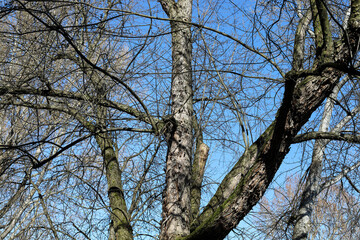 Tree against blue sky in Warsaw, Poland
