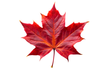 A vibrant red maple leaf, symbolizing autumn and fall, isolated on a clean transparent background, showcasing its iconic shape and natural beauty