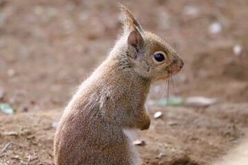 chipmunk on the ground