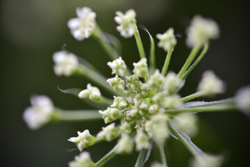 Close-up of a delicate white flower with multiple small blooms and slender green stems