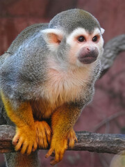 Squirrel Monkey Perched on Branch