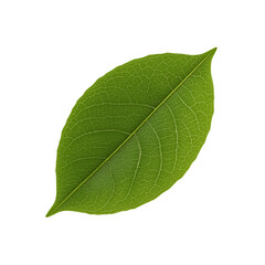 Vibrant Green Cherry Leaf Isolated on Transparent - Macro Nature Detail for Organic, Freshness, and Spring Design Concepts