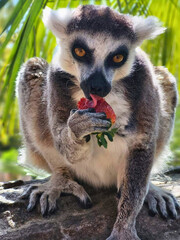 Ring-Tailed Lemur Eating Strawberry