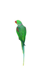 Alexandrine Parakeet PNG [Psittacula eupatria]. Vibrant Green Parrot Isolated for Exotic Bird, Wildlife, and Nature Designs