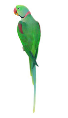 Alexandrine Parakeet PNG [Psittacula eupatria]. Vibrant Green Parrot Isolated for Exotic Bird, Wildlife, and Nature Designs