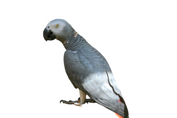African Grey Parrot PNG [Psittacus erithacus]. Intelligent Talking Bird Isolated for Pet, Wildlife, and Ornithology Designs