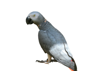 African Grey Parrot PNG [Psittacus erithacus]. Intelligent Talking Bird Isolated for Pet, Wildlife, and Ornithology Designs
