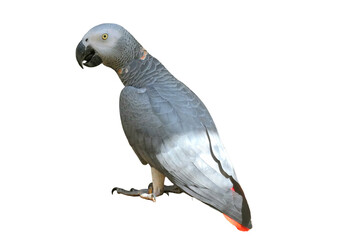 African Grey Parrot PNG [Psittacus erithacus]. Intelligent Talking Bird Isolated for Pet, Wildlife, and Ornithology Designs