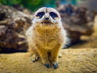 Meerkat Standing Alert
