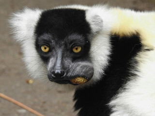 Black and White Ruffed Lemur Eating
