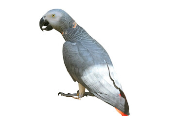 African Grey Parrot PNG [Psittacus erithacus]. Intelligent Talking Bird Isolated for Pet, Wildlife, and Ornithology Designs