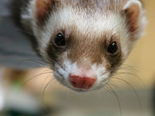 Ferret Closeup Face