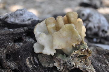 white coral resembling a crown that was dragged by the waves to the edge of the beach, stranded on a stretch of whispering sand