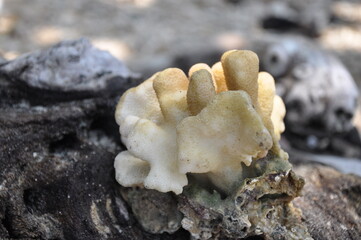 white coral resembling a crown that was dragged by the waves to the edge of the beach, stranded on a stretch of whispering sand
