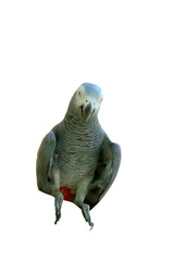 African Grey Parrot PNG [Psittacus erithacus]. Intelligent Talking Bird Isolated for Pet, Wildlife, and Ornithology Designs