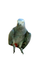 African Grey Parrot PNG [Psittacus erithacus]. Intelligent Talking Bird Isolated for Pet, Wildlife, and Ornithology Designs