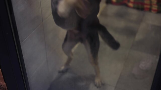 Sad dog in shelter. Pet waiting for home. Dogs missing owner. Dogs missing place to stay like home. Sad dog face. Dog waiting for owner. Missing dog in shelter. Animal shelter. Animal sadness.