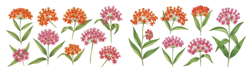 Vibrant floral illustration featuring clusters of orange and pink flowers with green leaves.