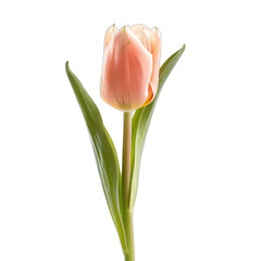 Naklejka premium Single peach-colored tulip, detailed close-up