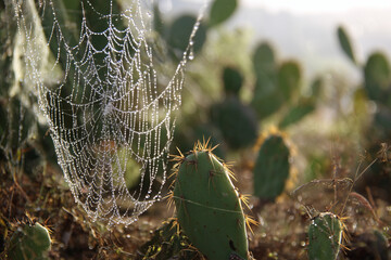 Morning dew on spiderwebs between cacti 
