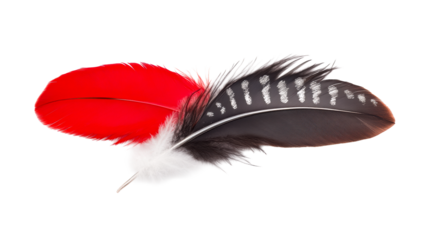 Two distinct bird feathers, one vibrant red and one speckled black and white