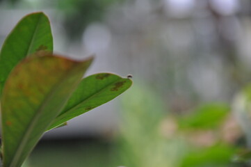 selective focus of some green leaves with blurred background.