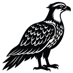 Fototapeta premium Osprey Silhouette