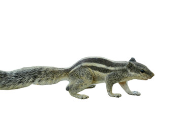 Indian Palm Squirrel PNG [Funambulus palmarum]. Striped Rodent Isolated for Wildlife, Nature, and Educational Designs