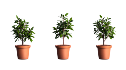 Three potted leafy green plants with terracotta containers on white