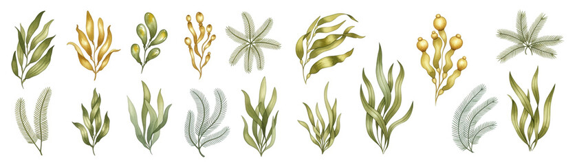 A vibrant collection of hand-painted seaweed illustrations in various styles and shades.
