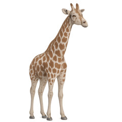 Obraz premium giraffa a sfondo trasparente vista a 3/4