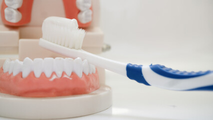 Toothbrush is shown cleaning dental model, demonstrating proper oral hygiene techniques. image...