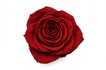 Withered red rose against transparent background, revealing intricate dried petal texture in professional studio lighting