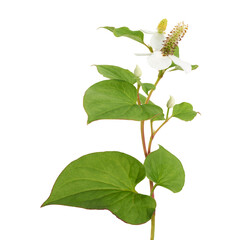 Fish mint (Houttuynia cordata), Fish leaf with flower isolated on white background, with clipping path