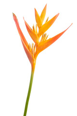 Heliconia psittacorum flower, Tropical orange flower isolated on white background, with clipping...
