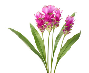 Siam tulip flower with leaves, Pink tropical flower isolated on white background with clipping path  