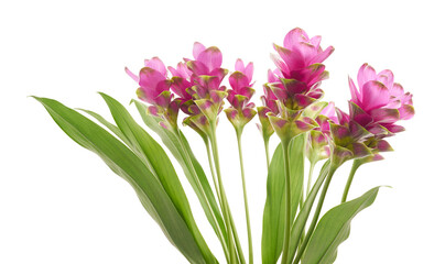 Siam tulip flower with leaves, Pink tropical flower isolated on white background with clipping path  
