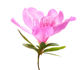 Obraz premium Azaleas flowers with leaves, Pink flowers isolated on white background with clipping path 