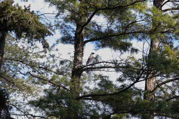 Obraz premium A gray crow among the pine branches sits on a branch and looks into the distance. Branches of coniferous trees and trunks against a blue sky. The crow is a very intelligent and social bird.